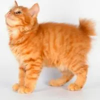 Kittens Kurile Bobtail