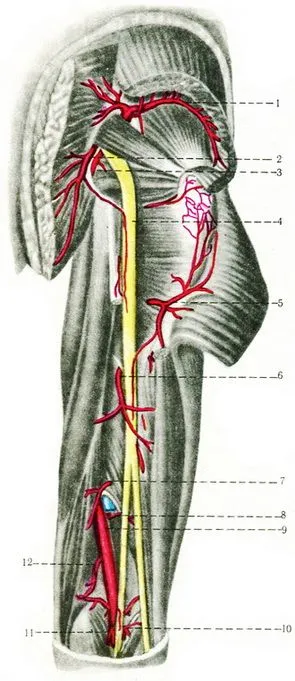 Сакралната плексус (сплит sacralis), периферната нервна система, човешката анатомия