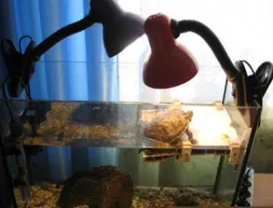 Piros fülű csúszkák az otthoni akvárium tartalmát