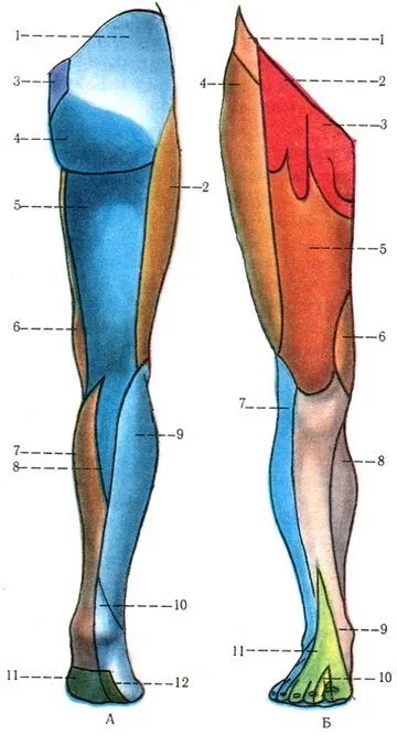 Сакралната плексус (сплит sacralis), периферната нервна система, човешката анатомия