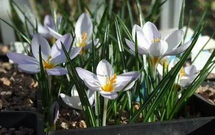 flori Crocus