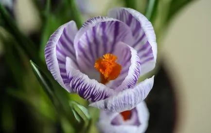 sáfrány virág