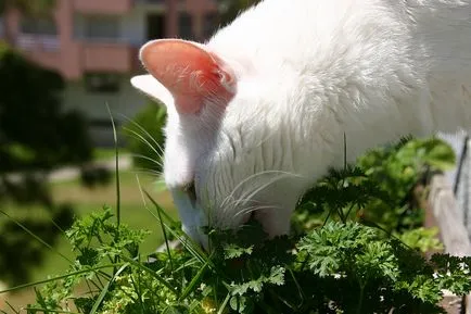 Coasta vegetariană