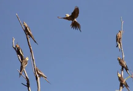 Cine sunt păsări cockatiels, păsările noastre