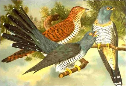Cuckoo (Cuculus canorus), цвят на оперението на голям ястреб семейството на Кукувиците млади птици от женски пол