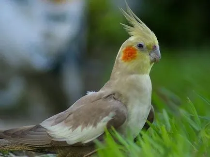 Kik azok a madarak cockatiels, a madarak