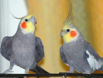 Kik azok a madarak cockatiels, a madarak