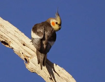 Cine sunt păsări cockatiels, păsările noastre