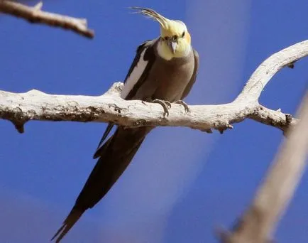 Kik azok a madarak cockatiels, a madarak