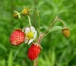 Чи треба видаляти вуса вікторії