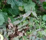 Чи треба видаляти вуса вікторії
