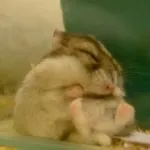 Чи можна хом'якам картоплю (можна хом'якам картоплю) Чи можна хом'якам картоплю