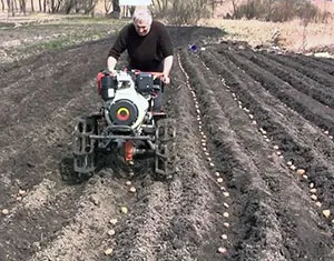 На яку глибину садити картоплю, відстань між країнами відео (яку) На яку глибину садити картоплю, відстань між країнами відео