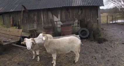 М'ясні породи баранів і овець м'ясного напряму їх опису, фото характеристика і продуктивність (породи овець м'ясного напряму) М'ясні породи баранів і овець м'ясного напряму їх опису, фото характеристика і продуктивність