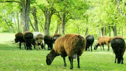 М'ясні породи баранів і овець м'ясного напряму їх опису, фото характеристика і продуктивність (баранів) М'ясні породи баранів і овець м'ясного напряму їх опису, фото характеристика і продуктивність