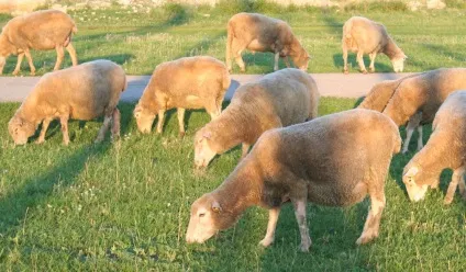 М'ясні породи баранів і овець м'ясного напряму їх опису, фото характеристика і продуктивність (породи овець м'ясного напряму) М'ясні породи баранів і овець м'ясного напряму їх опису, фото характеристика і продуктивність