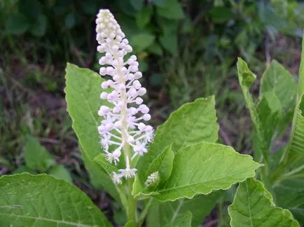 Pokeweed termesztés, ültetés és gondozás