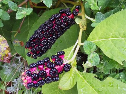 Pokeweed termesztés, ültetés és gondozás