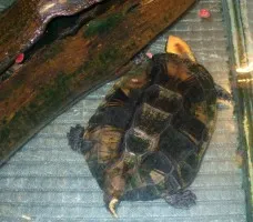Molting, curățare și îngrijire țestoasă-decojite - totul despre țestoase și țestoase