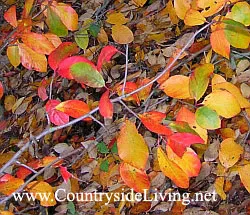 Leaf мулч от падналите есенни листа