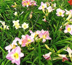 Daylilies в лятната си къща, историята на daylilies