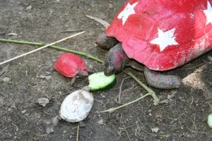 Molting, curățare și îngrijire țestoasă-decojite - totul despre țestoase și țestoase