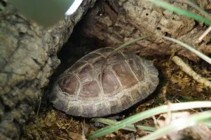 Molting, tisztítás és ápolás héjú teknős - szól teknősök