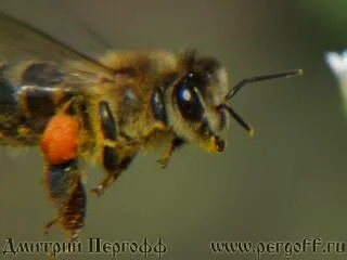 A kezelés a pollen és a pollen