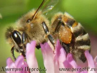 A kezelés a pollen és a pollen