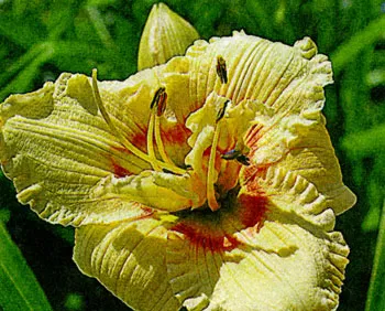 Daylilies в лятната си къща, историята на daylilies