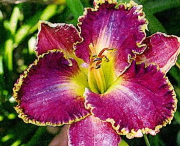 Daylilies в лятната си къща, историята на daylilies