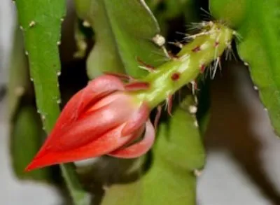 Forest cultivarea cactus rhipsalidopsis și de îngrijire la domiciliu