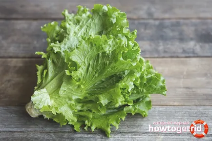 Salata verde - beneficii și efecte dăunătoare asupra sănătății organismului