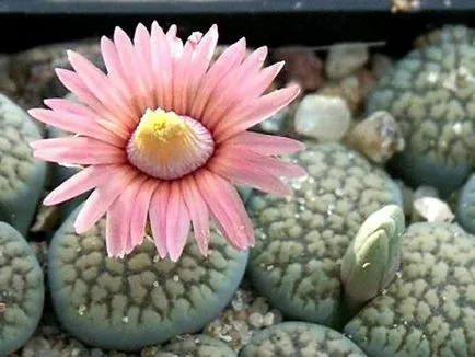 Lithops снимка и вид, отглеждане и грижи в къщи