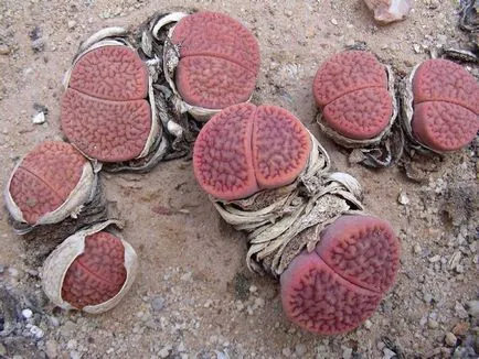 Lithops снимка и вид, отглеждане и грижи в къщи