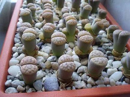 Lithops fotografie și specii, de reproducere și de îngrijire la domiciliu