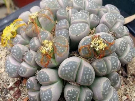 Lithops снимка и вид, отглеждане и грижи в къщи