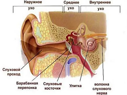 Kábítószer és készítmények az otitis antibiotikumok és gyulladásgátlók fülgyulladás