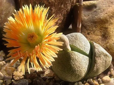 Lithops fotó és fajok, tenyésztési és ápolási otthon