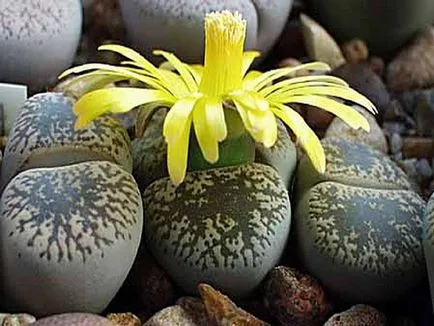 Lithops fotografie și specii, de reproducere și de îngrijire la domiciliu