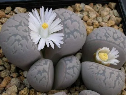 Lithops fotografie și specii, de reproducere și de îngrijire la domiciliu