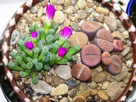 Lithops fotografie și specii, de reproducere și de îngrijire la domiciliu