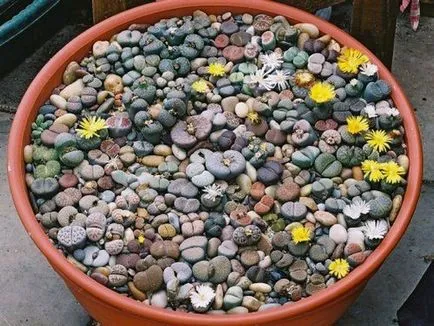 Lithops снимка и вид, отглеждане и грижи в къщи