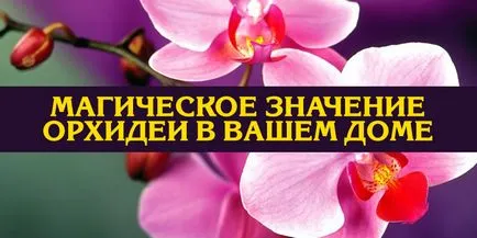 Магически значение орхидеи в дома си съвети