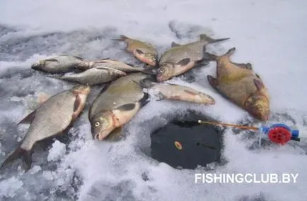Ragályos keszeg téli halászati ​​taktika keszeg és fehér keszeg