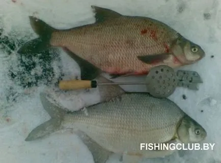 Улавянето платика зимата тактика риболовни платика и бяла платика