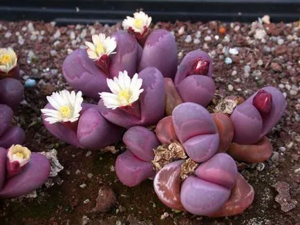 Lithops снимка и вид, отглеждане и грижи в къщи