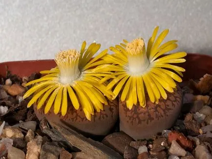 Lithops снимка и вид, отглеждане и грижи в къщи