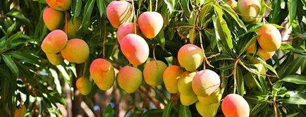 Mango - îngrijirea și creșterea animalelor, cultivarea oaselor la domiciliu