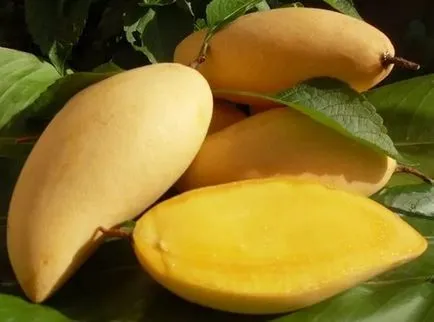 Mango - îngrijirea și creșterea animalelor, cultivarea oaselor la domiciliu